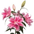 Лилия-Lilium-Or Du Rl Natalia-75cm/ 09a723f8-f86d-11ed-0a80-0e2e002a7898