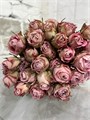 Роза куст-Rosa tr-Capella-60 cm 54986105-ac70-11ed-0a80-07db0013ae70