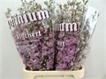 Дельфиниум-Delphinium-Du Ov-95cm 54a5af54-bfa4-11ec-0a80-0b4c0006d784
