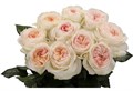 Роза-Rosa-Lorena Summerhouse-50cm-JR 54b389d0-9f1a-11ee-0a80-00bc000b6faf