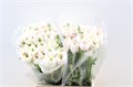 Ранункулус-Ranunculus-Cloni Ex Hanoi-45cm-60gr 09a78e26-99a8-11ed-0a80-0071003ad7ae