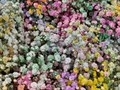 Гипсофила-Gypsophila-Xlence Rainbow-1000gr-EA 54b6e0ec-80b0-11ef-0a80-0d770012483d