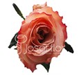 Роза-Rosa-Shimmer-50cm-EA 54b826a8-bfa9-11ec-0a80-0b4c000b8a36