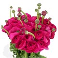 Ранункулус-Ranunculus-Cloni Cicl.-CE 09a90cd1-c565-11f0-0a80-185f001005ed