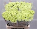 Гвоздика ст-Dianthus st-Goblin--65cm 54f3bdef-c532-11ec-0a80-0130000611d7