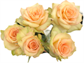 Роза куст-Rosa sp-Trisha-70cm-RS 55085cda-7158-11ed-0a80-03bc000bb119