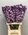 Дельфиниум-Delphinium-El Dew Hercule-90cm 5510b008-bfa4-11ec-0a80-0b4c0006d7ff