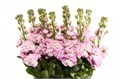 Маттиола-Matthiola-Pink-70cm-AO 551962ee-f056-11ef-0a80-0c63000ebd3d
