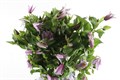 Клематис-Clematis-Star River--60cm/ 55262b92-6d86-11ed-0a80-01f5000a0e54