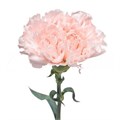 Гвоздика SE-Dianthus SE-Hanoi-70cm-AO 55344e7c-97ad-11ef-0a80-0f9d00002fdf
