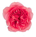 Роза-Rosa-Candy X-Pression-60cm-CN 5542782a-6fe1-11ed-0a80-05640042ce28