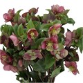 Хеллеборус-Helleborus-Mammoth Pink--45cm 5550d988-835a-11f0-0a80-0d2c00285d7e