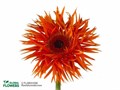Гербера-Gerbera-Spider Orange Springs Diamond--50cm 5558e925-8c84-11ee-0a80-04b40068e433