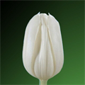 Тюльпан White Master Краснодар - Зв 556234c3-f80a-11ef-0a80-06a9001a3c65