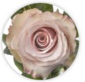 Роза-Rosa-Quicksand-50cm-MS 556cd0e9-bfa9-11ec-0a80-0b4c000b8c17
