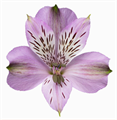 Альстромерия-Alstroemeria-Galaxy-70cm-QA 557a0203-971e-11ed-0a80-072100807044