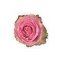 Роза-Rosa-Esperance-70cm-AG 55832d89-5fc9-11ef-0a80-13b500177080