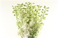 Дельфиниум-Delphinium-El Dew Anastas-65cm 5596d447-bfa4-11ec-0a80-0b4c0006d896