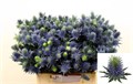 Эрингиум-Eryngium-Supernova Qstar-/60cm 559a63f9-320b-11ef-0a80-062f003c7cfc