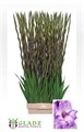 Гладиолус Gr-Gladiolus Gr-Milka--120cm-180gr/ 09b1a26b-0c09-11ed-0a80-0266002ee95c
