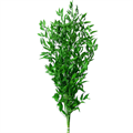 Рускус-Ruscus medium sak-70cm-GW 55bbeaed-d30c-11ee-0a80-0cba002ba242