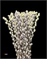 Саликс-Salix-Pussy Willow Purple Fresh-70 cm 55ced77e-a784-11ed-0a80-095600078567
