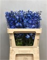 Дельфиниум-Delphinium-El Cent Skyblu-80cm 55e99a72-bfa4-11ec-0a80-0b4c0006d8fb