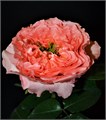 Роза-Rosa-Dragonfly-60cm-JR 55f611bf-49f0-11ef-0a80-116200004297