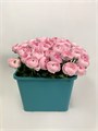 Ранункулус-Ranunculus-Cloni Lady-CE 09b1b631-c565-11f0-0a80-185f001005f6