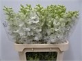 Дельфиниум-Delphinium-El Dew Anastas-95cm 55f6a4b9-bfa4-11ec-0a80-0b4c0006d90d