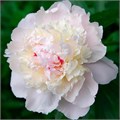 Пион-Paeonia-Gardenia-60см (IT) 55fcda41-3fb8-11f0-0a80-18d70037f831
