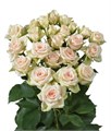 Роза куст-Rosa sp-Nikita-60cm-/Ks 56035729-e948-11ef-0a80-13cf002474d2