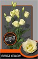 Лизиантус G-Lisianthus G-Rosi Yellow-/70cm 561b4ae7-e76d-11ee-0a80-0f32000d4b1d