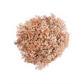 Гипсофила-Gypsophila-Supreme Tinted Orange-80cm-1000gr-MS 56318dcf-1ee7-11ed-0a80-0c15000ce609