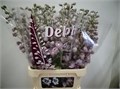 Дельфиниум-Delphinium-El Dew Flaming-95cm 56468b5d-bfa4-11ec-0a80-0b4c0006d96a