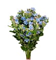 Оксипеталум-Oxypetalum-Co Tan Pure Blu-55cm/ 5654bd52-9454-11ee-0a80-0e960017e4a4