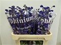 Дельфиниум-Delphinium-El Dew D Angel-80cm 56628d98-bfa4-11ec-0a80-0b4c0006d98a