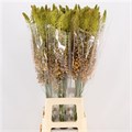Эремурус-Eremurus-Ruiter-80cm 5669b6da-d95e-11ed-0a80-0e4200170e70