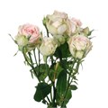 Роза куст-Rosa sp-Sweet Gissele--50cm-Si 566ff362-ded5-11ee-0a80-131900336f2d