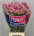 Лимониум-Limonium-Terra Wings-80cm-50gr 5677fcf1-b9fb-11ee-0a80-0094000e0110