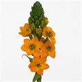 Орнитогалум-Ornitogalum-Db Sunshine-55cm 5682ed8a-b9fb-11ee-0a80-0094000e0113