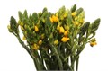 Орнитогалум-Ornitogalum-Db Yellow Asa-45cm 56869c19-b9fb-11ee-0a80-0094000e0116