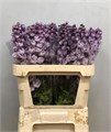 Дельфиниум-Delphinium-El Dew Flaming-80cm 56a2483d-bfa4-11ec-0a80-0b4c0006d9d0