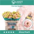 Лизиантус G-Lisianthus G-Alissa Peach-72cm 56ba2412-b9fb-11ee-0a80-0094000e0119