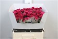Роза куст-Rosa tr-Cheyenne-60cm 56cdd54c-bfa5-11ec-0a80-0b4c0007d544