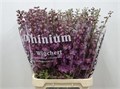Дельфиниум-Delphinium-El Dew Fame--95cm 56d25b55-bfa4-11ec-0a80-0b4c0006da07