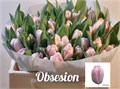 Тюльпан-Tulip-Du Ov-34cm-36gr 56d97803-b9fb-11ee-0a80-0094000e0122