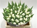Тюльпан-Tulip-Du Galileo-40cm-38gr 56e492c3-b9fb-11ee-0a80-0094000e0128