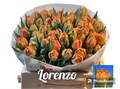 Тюльпан-Tulip-Du Lorenzo-37cm-34gr 56e8a938-b9fb-11ee-0a80-0094000e012b