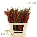 Эрика-Erica-Red-50cm 56f98901-d95e-11ed-0a80-0e4200170e80